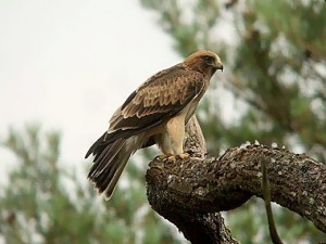 aigle-botté