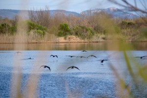 Envol de cormorans