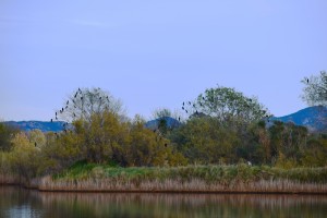 Cormorans et un héron