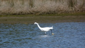 Aigrette1