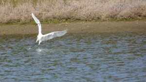 Aigrette2