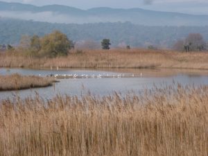 villepey-un-refuge-pour-les-oiseaux-debut-003