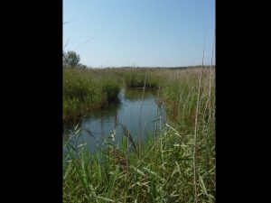 villepey-un-refuge-pour-les-oiseaux-debut-004