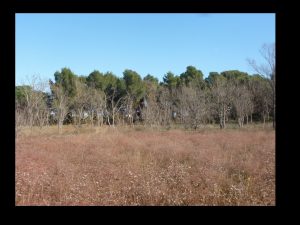 villepey-un-refuge-pour-les-oiseaux-debut-005