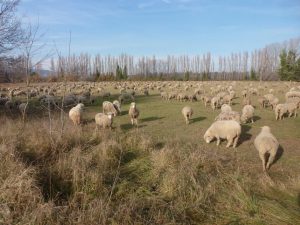 villepey-un-refuge-pour-les-oiseaux-debut-007