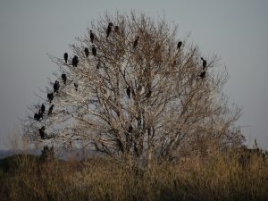 villepey-un-refuge-pour-les-oiseaux-debut-008