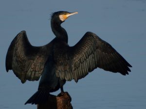 villepey-un-refuge-pour-les-oiseaux-debut-009