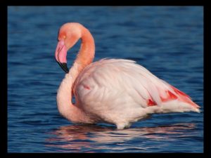 villepey-un-refuge-pour-les-oiseaux-debut-010