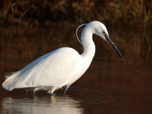 villepey-un-refuge-pour-les-oiseaux-debut-011