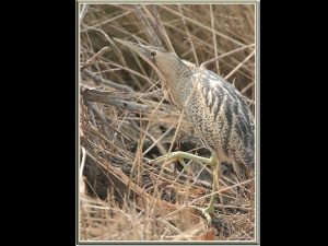 villepey-un-refuge-pour-les-oiseaux-debut-012