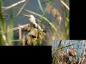 villepey-un-refuge-pour-les-oiseaux-debut-013