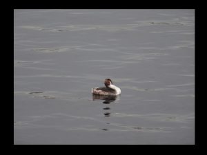 villepey-un-refuge-pour-les-oiseaux-debut-014