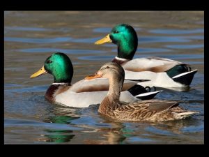 villepey-un-refuge-pour-les-oiseaux-debut-015