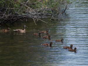 villepey-un-refuge-pour-les-oiseaux-debut-016