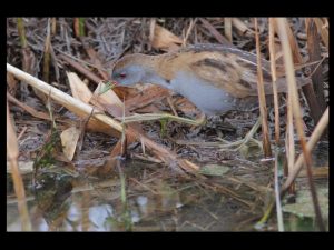 villepey-un-refuge-pour-les-oiseaux-debut-017