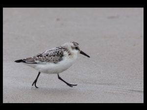 villepey-un-refuge-pour-les-oiseaux-debut-018