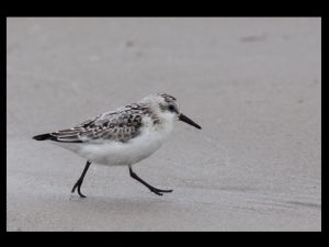 villepey-un-refuge-pour-les-oiseaux-debut-018