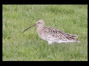 villepey-un-refuge-pour-les-oiseaux-debut-019