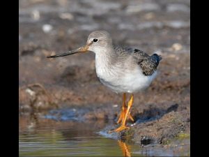 villepey-un-refuge-pour-les-oiseaux-debut-020