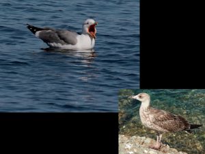 villepey-un-refuge-pour-les-oiseaux-fin-001