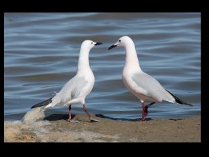 villepey-un-refuge-pour-les-oiseaux-fin-002