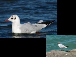 villepey-un-refuge-pour-les-oiseaux-fin-003