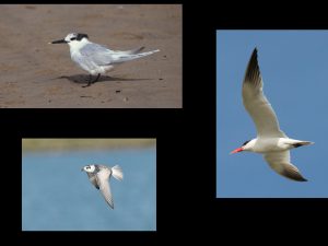 villepey-un-refuge-pour-les-oiseaux-fin-004