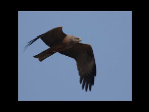 villepey-un-refuge-pour-les-oiseaux-fin-005