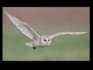 villepey-un-refuge-pour-les-oiseaux-fin-006