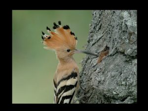 villepey-un-refuge-pour-les-oiseaux-fin-007