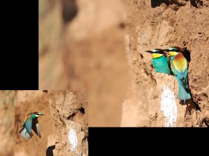 villepey-un-refuge-pour-les-oiseaux-fin-008