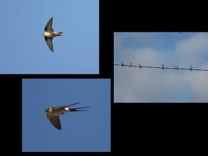 villepey-un-refuge-pour-les-oiseaux-fin-009