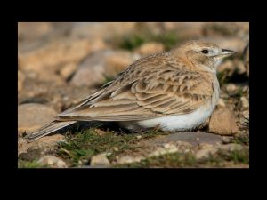 villepey-un-refuge-pour-les-oiseaux-fin-010