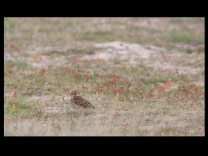 villepey-un-refuge-pour-les-oiseaux-fin-011