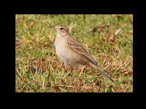 villepey-un-refuge-pour-les-oiseaux-fin-012