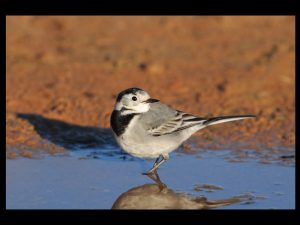 villepey-un-refuge-pour-les-oiseaux-fin-013