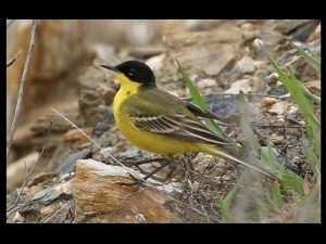 villepey-un-refuge-pour-les-oiseaux-fin-014