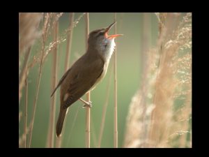 villepey-un-refuge-pour-les-oiseaux-fin-015