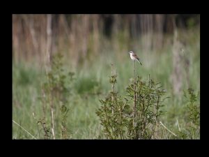 villepey-un-refuge-pour-les-oiseaux-fin-016