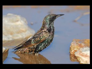 villepey-un-refuge-pour-les-oiseaux-fin-017