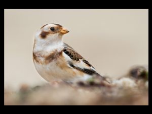 villepey-un-refuge-pour-les-oiseaux-fin-018